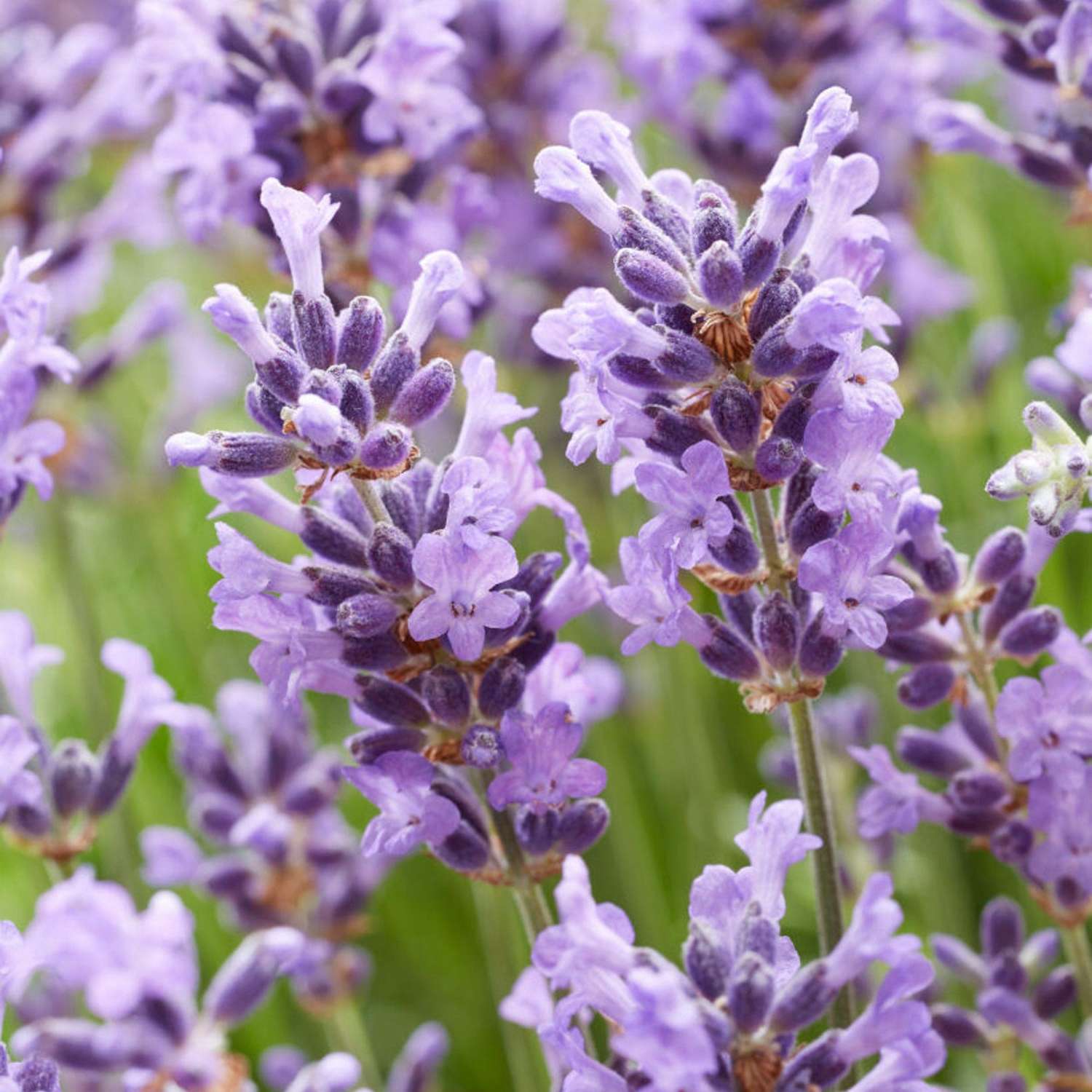 Tähkälaventeli 'Hidcote' (Lavandula angustifolia)